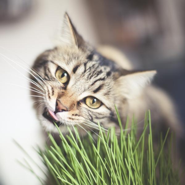 Pour nos animaux - Herbe à Chat (Orge) - Grand Modèle - MEDIA_EN_SITUATION_1